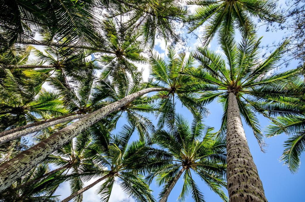Cairns Beaches Flashpackers Palm Cove Exteriér fotografie