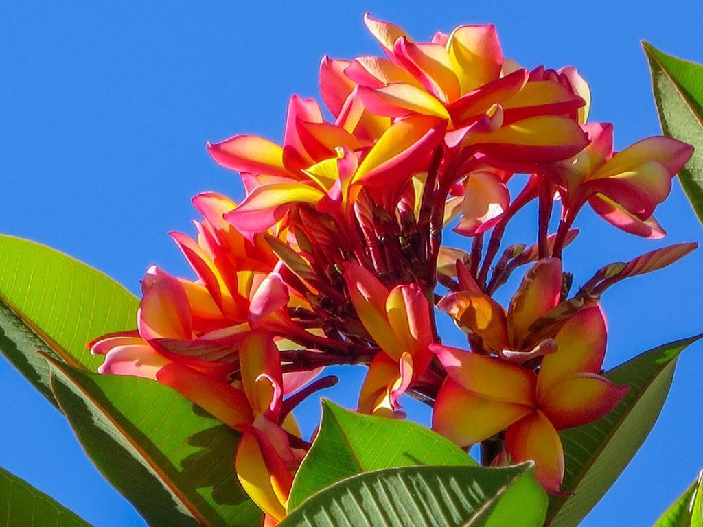 Cairns Beaches Flashpackers Palm Cove Exteriér fotografie